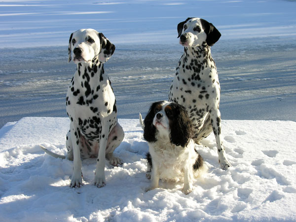 Sneeuwplezier in Nederland!Schneespass in den Niederlanden!Snow fun in the Netherlands!