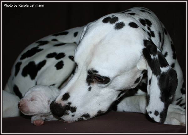 Spotniks First Farao For Ormond_Mocca1
