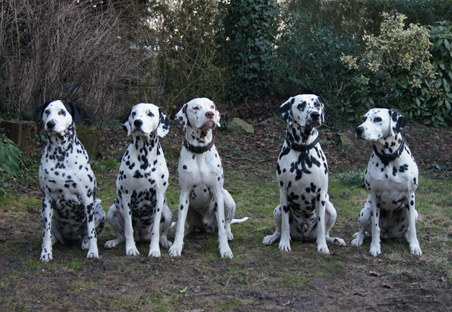 Dalmatier