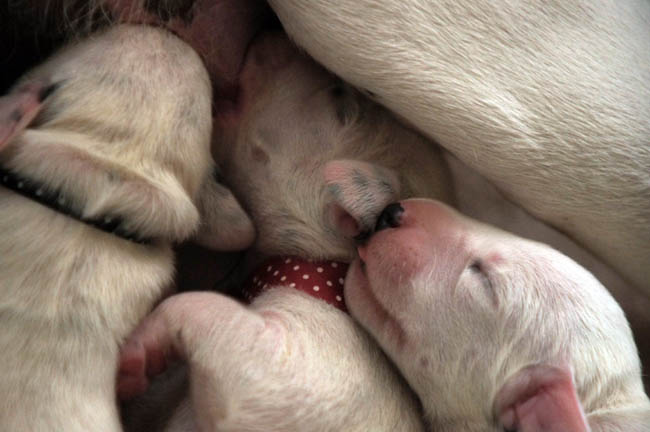 Pups Obonya vom Teutoburger Wald