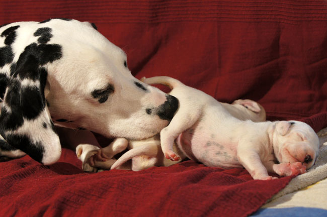dalmatier pups
