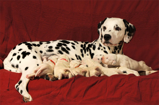 Dalmatier pups