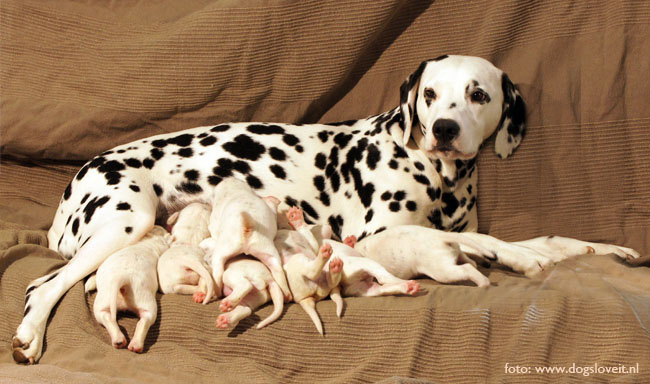 Dalmatier Obonya vom Teutoburger Wald met pups