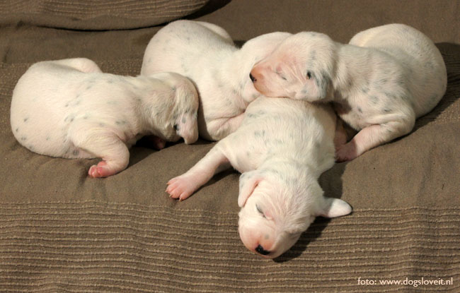 Dalmatier Pups