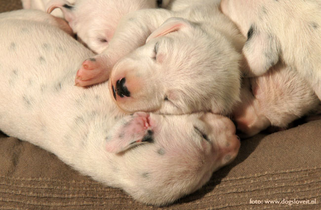 dalmatier pups