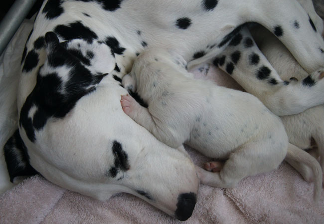 dalmatier met pup