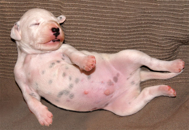 Dalmatier pup