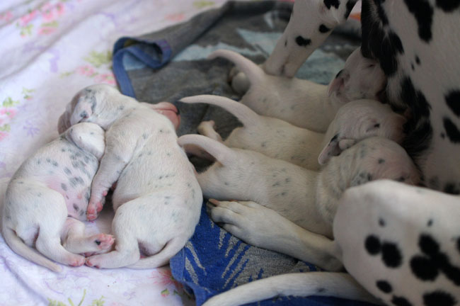 Dalmatier met pups