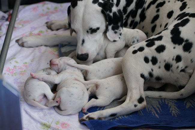 Dalmatier Obonya vom Teutoburger Wald