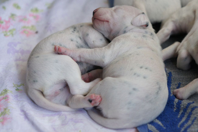 Dalmatier pups
