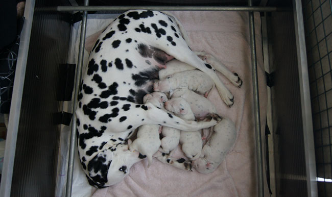 Dalmatier met pups