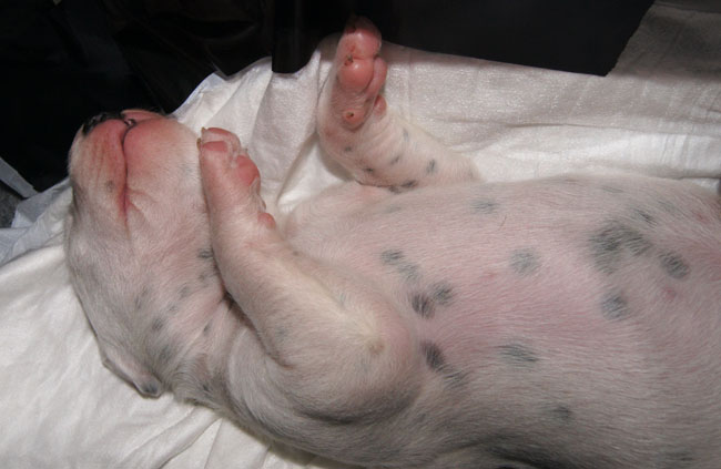 Dalmatier pup