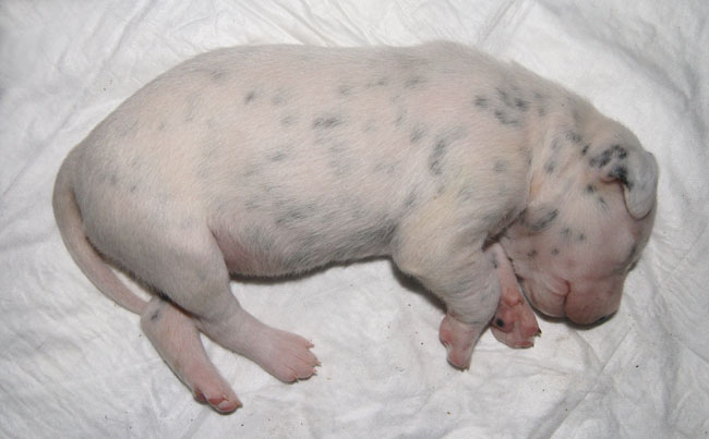 dalmatier pup