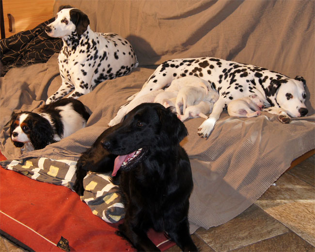 dogs love it