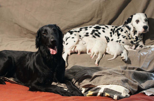 dogs love it