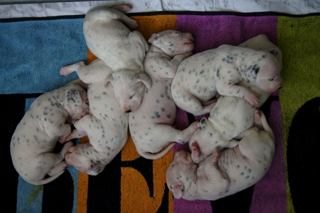 24-3-2011. Obonya’s puppies zijn 14 dagen oud24-3-201. Obonya’s Welpen sind jetzt 14 Tage alt24-3-2011. Obonya’s puppies are 14 days old