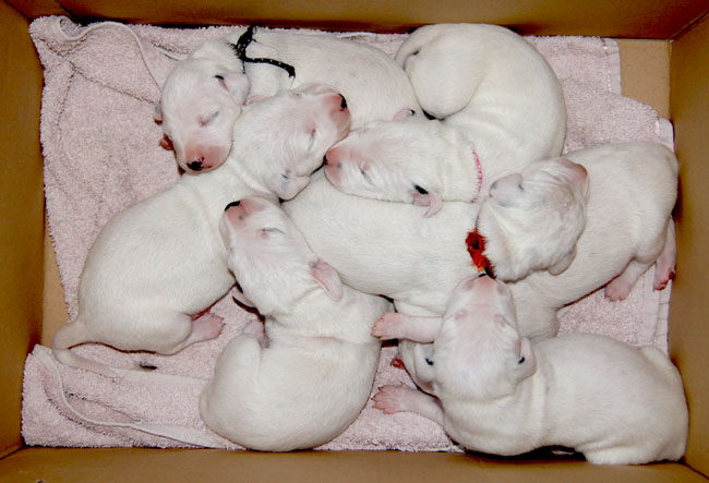 15.3.2011 Obonya’s puppies 5 dagen oud15.3.2011 Obonya’s Welpen 5 Tage alt12.3.2011 Obonya’s puppies 5 days old