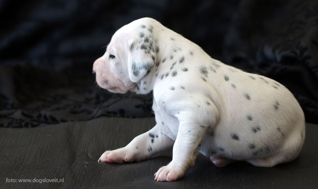 Dalmatier zonder