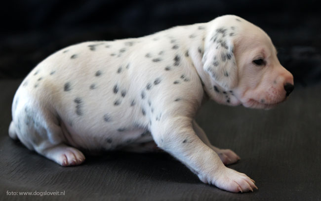 Dalmatier zonder