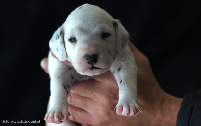 dalmatier zonder