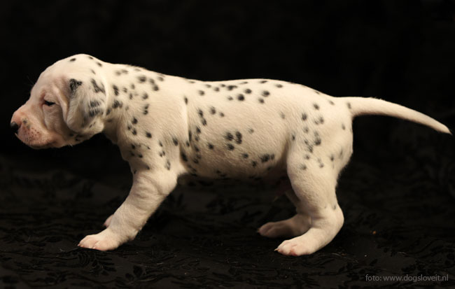 reu blauw Obonyas Pride