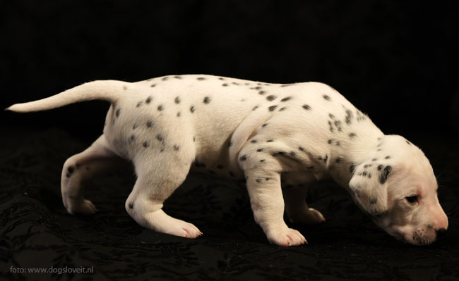 reu blauw Obonyas Pride