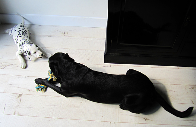 10-5-2011 dexter 10 met luka