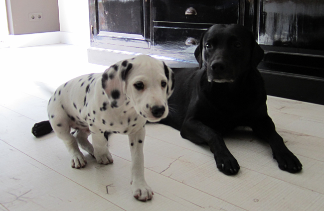 10-5-2011 dexter 4 met luka