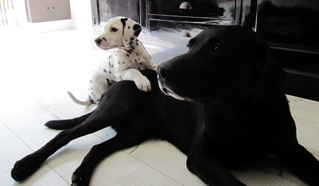 10-5-2011 dexter 5 met luka