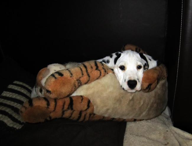 10-5-2011 dexter 6