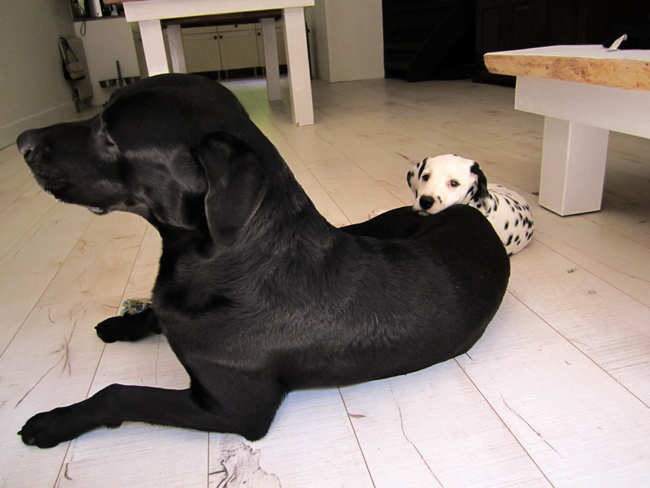 10-5-2011 dexter 7 met luka