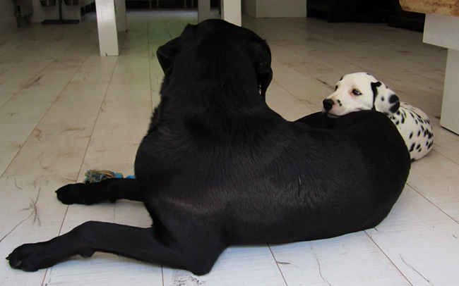 10-5-2011 dexter 8 met luka