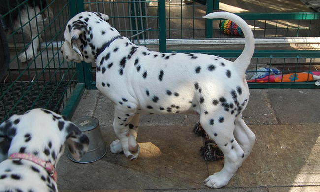 2-5-2011 Pepper