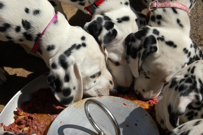 2-5-2011 Pups eten