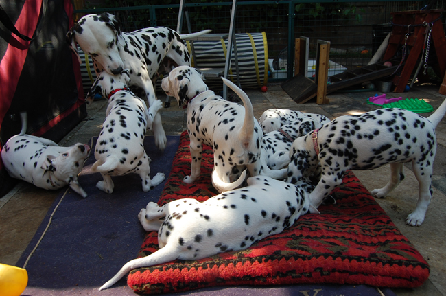 2-5-2011 Pups met Obonya 2