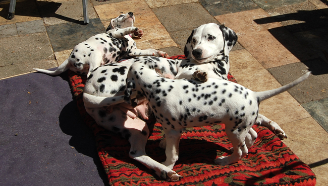 2-5-2011 Pups met Obonya 3