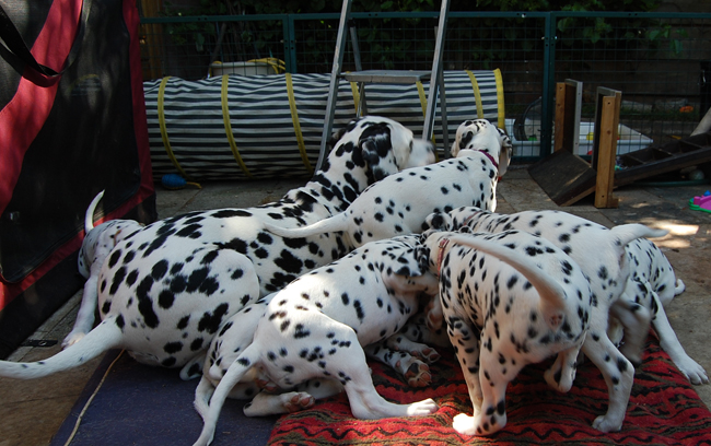 2-5-2011 Pups met Obonya