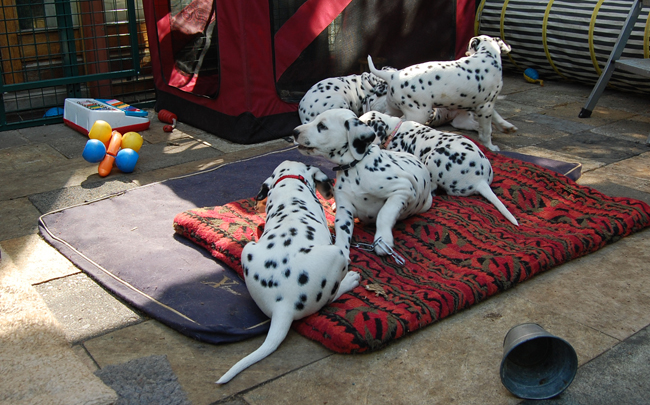 2-5-2011 pups 2