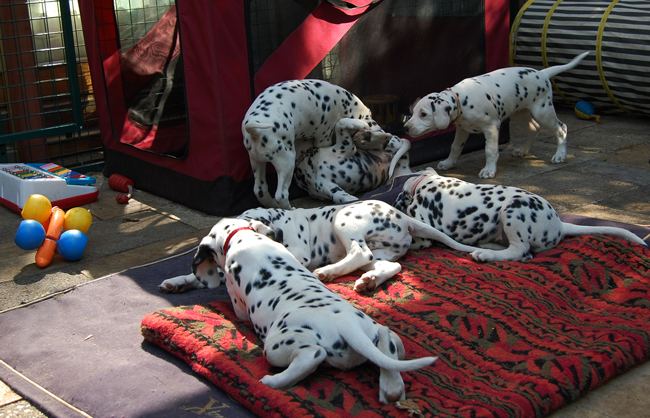 2-5-2011 pups 3