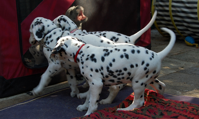 2-5-2011 pups 4