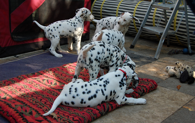 2-5-2011 pups