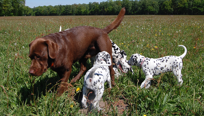 3-5-2011 Bruno met pups