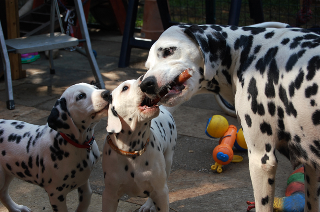 Ariella, Missy, Obonya
