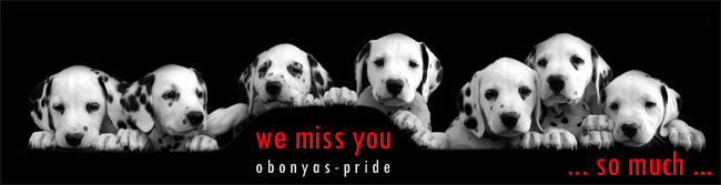 12-5-2011 Alle pups van Obonyas-pride zijn nu bij hun families12-5-2011 Alle Welpen von Obonyas-pride sind bei ihren Familien12-5-2011 All puppies of Obonyas-pride are with their families
