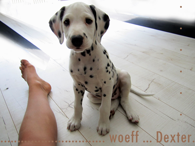 Dexter fotomodel