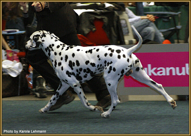 09.05.2011 “Spotnik’s First Farao For Ormond” wint de titel “VDH Europasieger 2011″09.05.2011 “Spotnik’s First Farao For Ormond” gewinnt den Titel “VDH Europasieger 2011″09.05.2011 “Spotnik’s First Farao For Ormond” wins the titel “VDH Europasieger 2011″