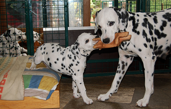 Obonya en Pepper