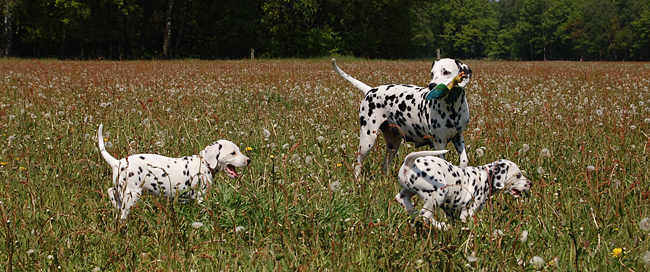Obonya met pups 5-5-2011-3