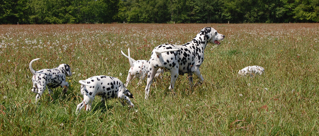 Obonya met pups 5-5-2011