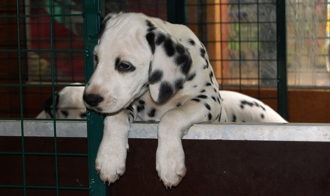Pepper